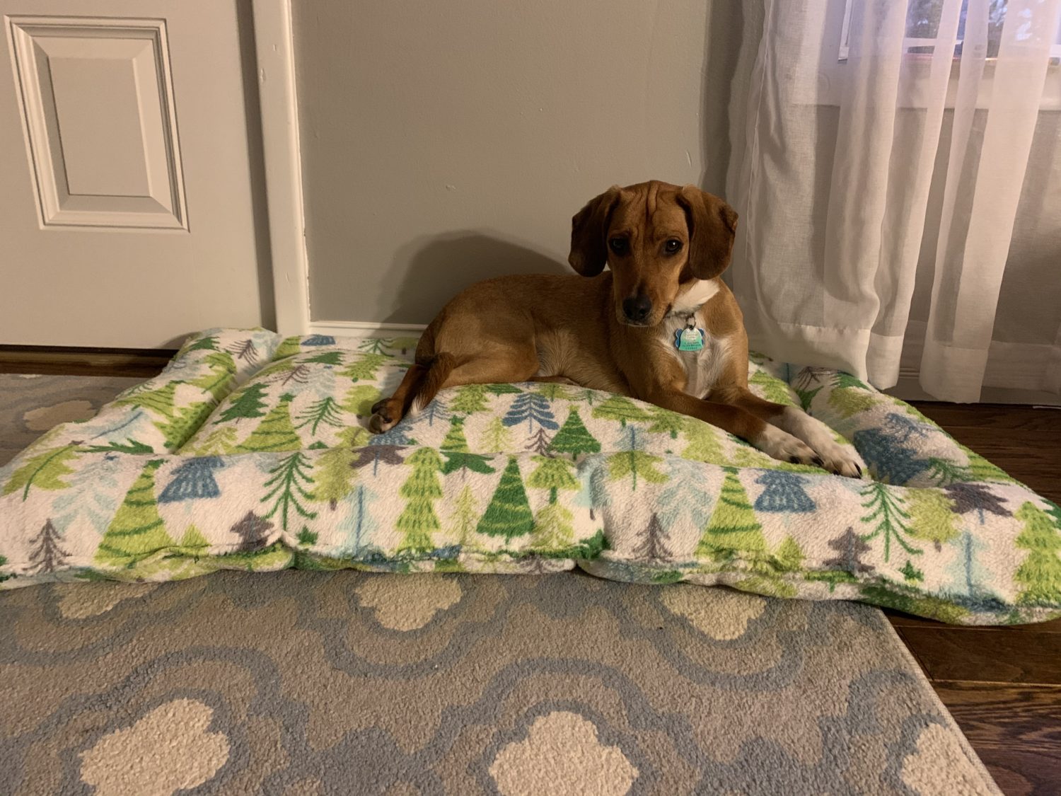 Dog bed with clearance blanket