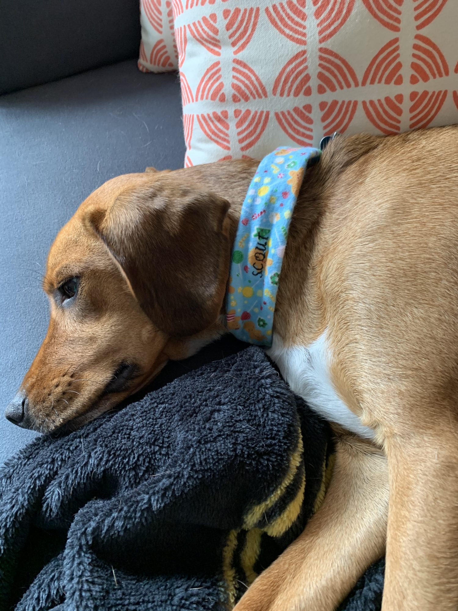 Shutterfly best sale dog collar